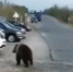 Суровые ямальские собаки облаяли вышедшего к людям медведя. ВИДЕО - N24.RU