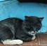 Стало известно, когда откроется приют для животных в Ноябрьске - Ноябрьск 24
