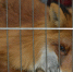 лиса - Noyabrsk-Inform.Ru