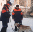 пес - Noyabrsk-Inform.Ru