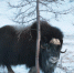 imgonline_com_ua_Resize_D92h8J8zkeLyg - Noyabrsk-Inform.Ru