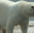 Фото из открытых интернет источников - Noyabrsk-Inform.Ru