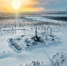 СОСНЫ - Noyabrsk-Inform.Ru
