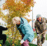 Клены - Noyabrsk-Inform.Ru