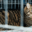 Приют для животных. Мой кот - Noyabrsk-Inform.Ru
